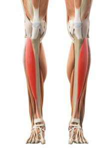 picture of the anterior tibialis muscle