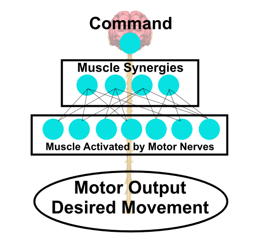 vector image of functional muscle synergies