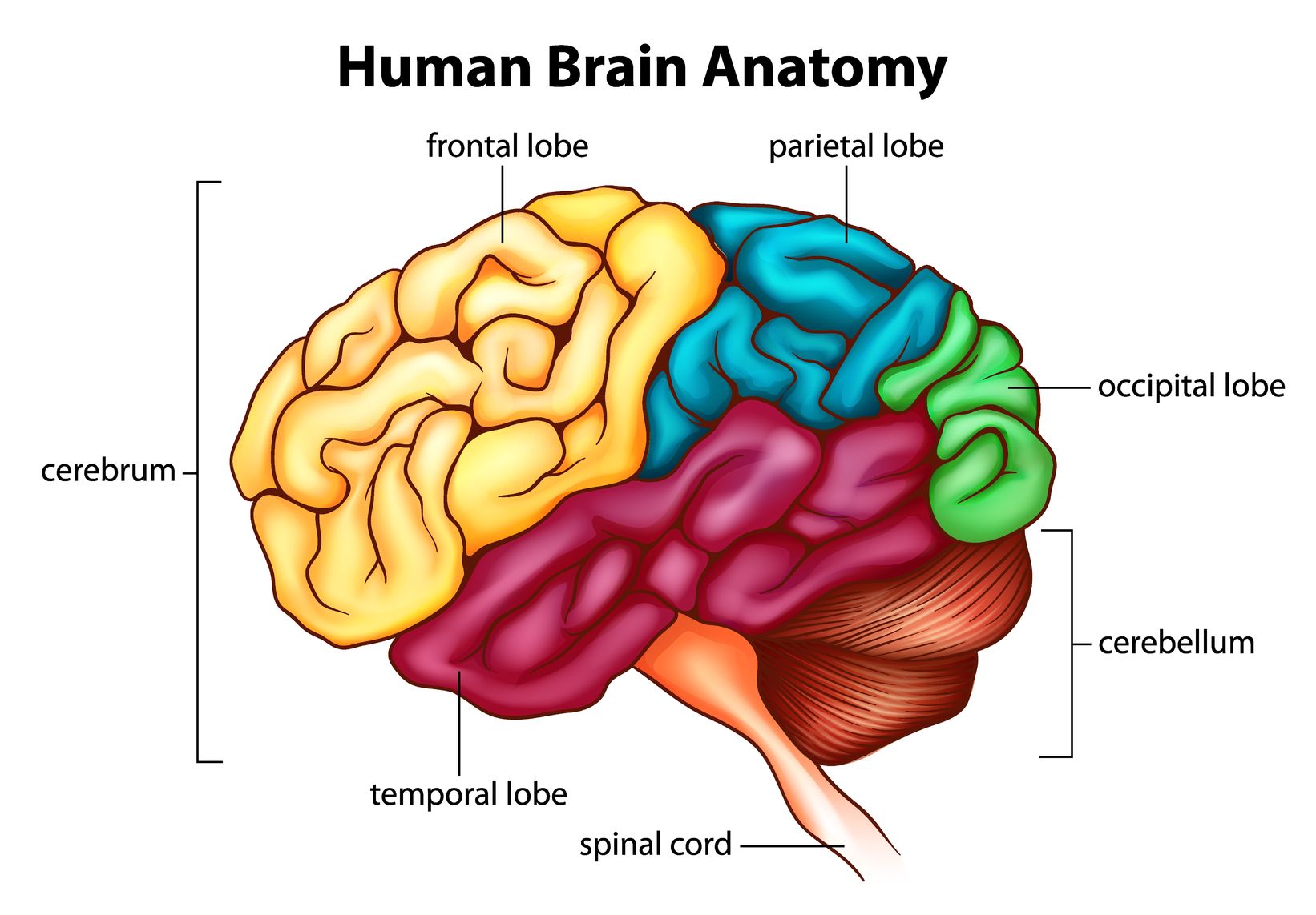 diagram of parts of the brain