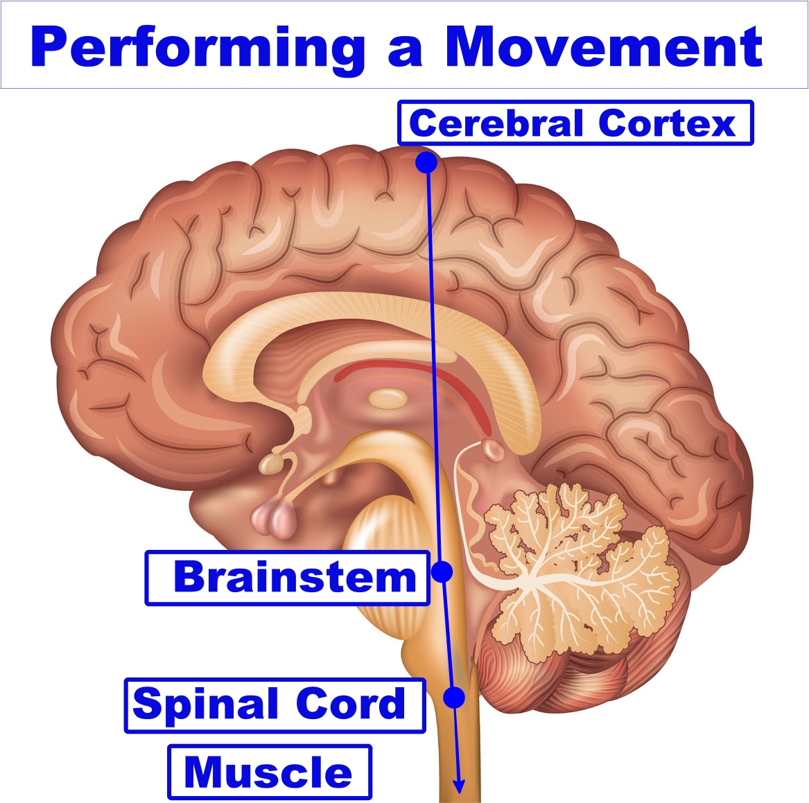 vector image of the brain areas involved in performing a movement