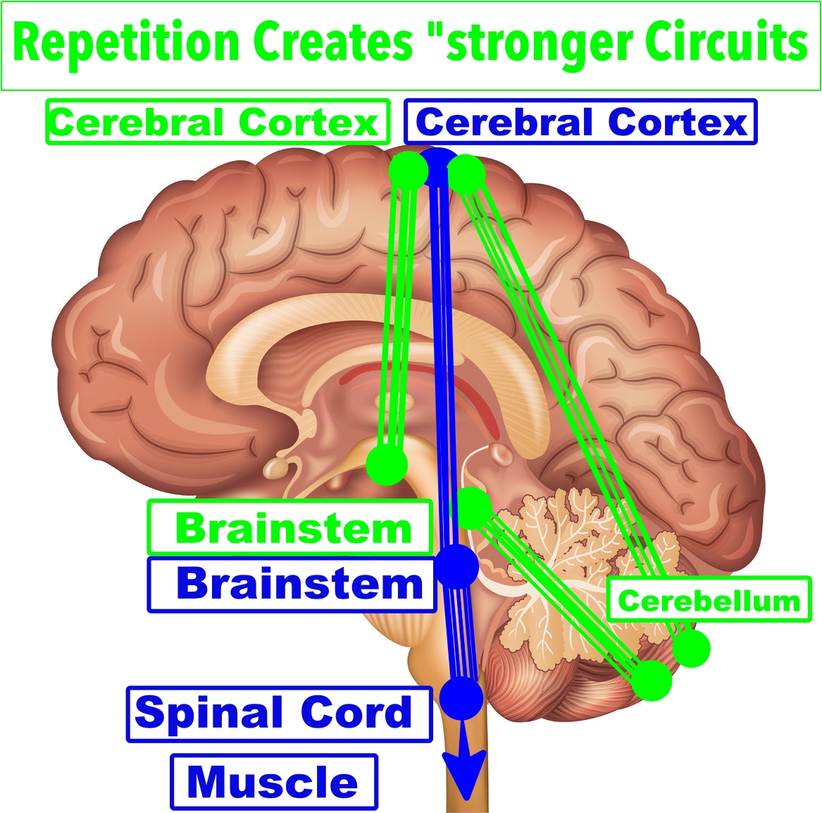 vector image of the brain with repetition
