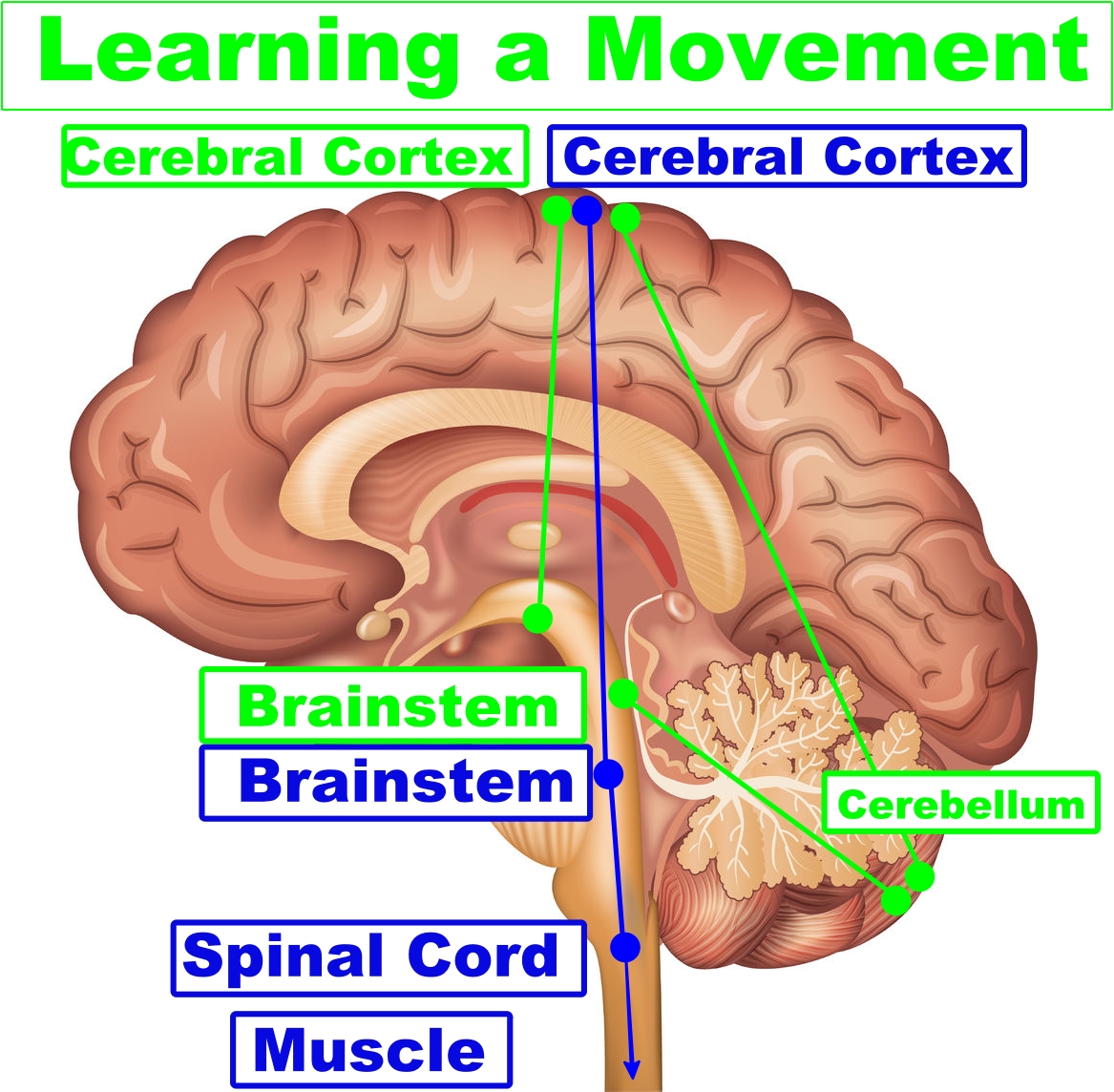 vector image of the brain regions involved in learning a movement