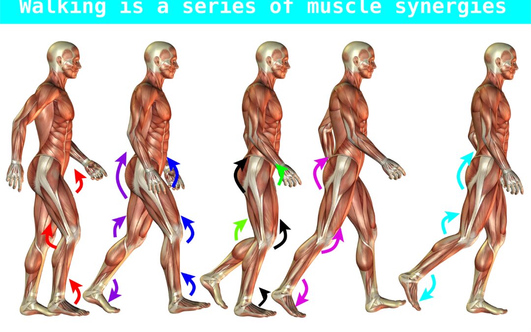 functional muscle synergy and gait