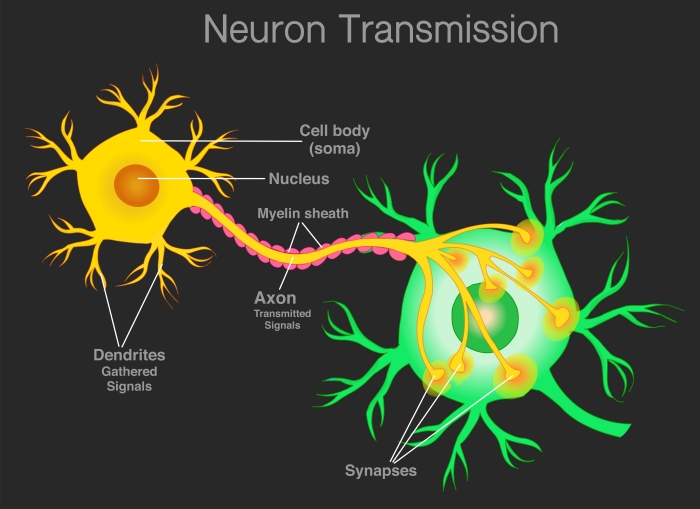 nerve and synapse image