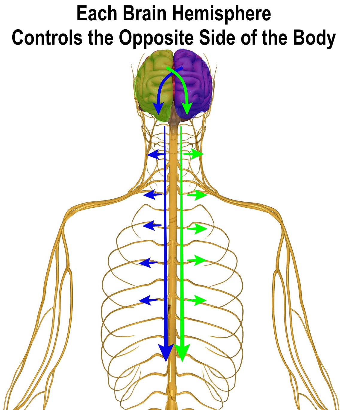 vector image of right and left brain hemisphere and how it controls the body