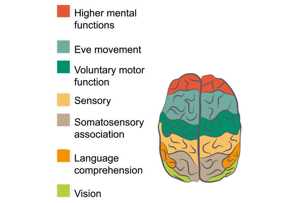 vector image of the brain areas and their function
