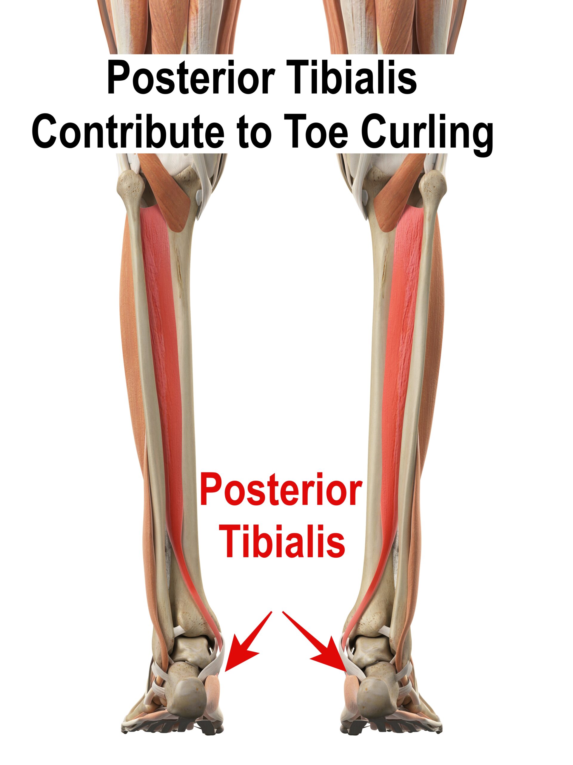 vector image of the posterior tibialis