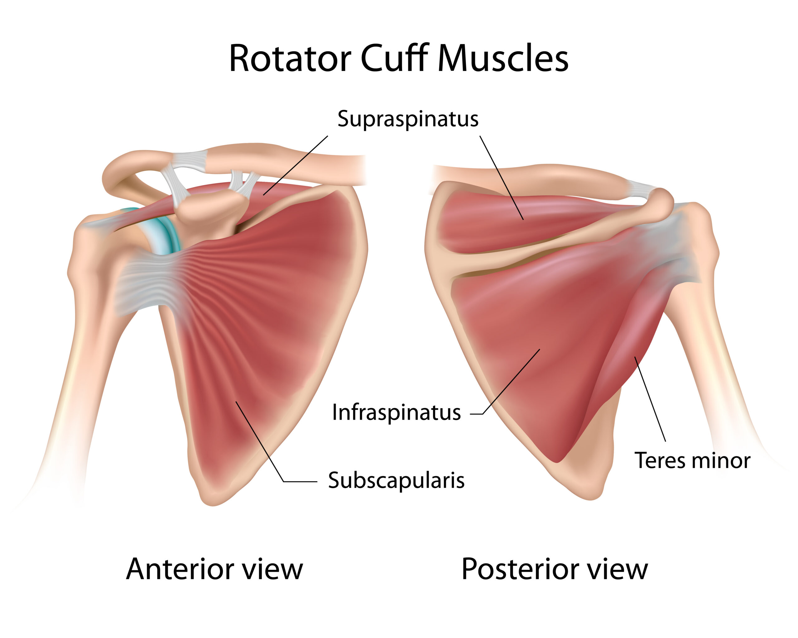 image of the rotator cuff muscles