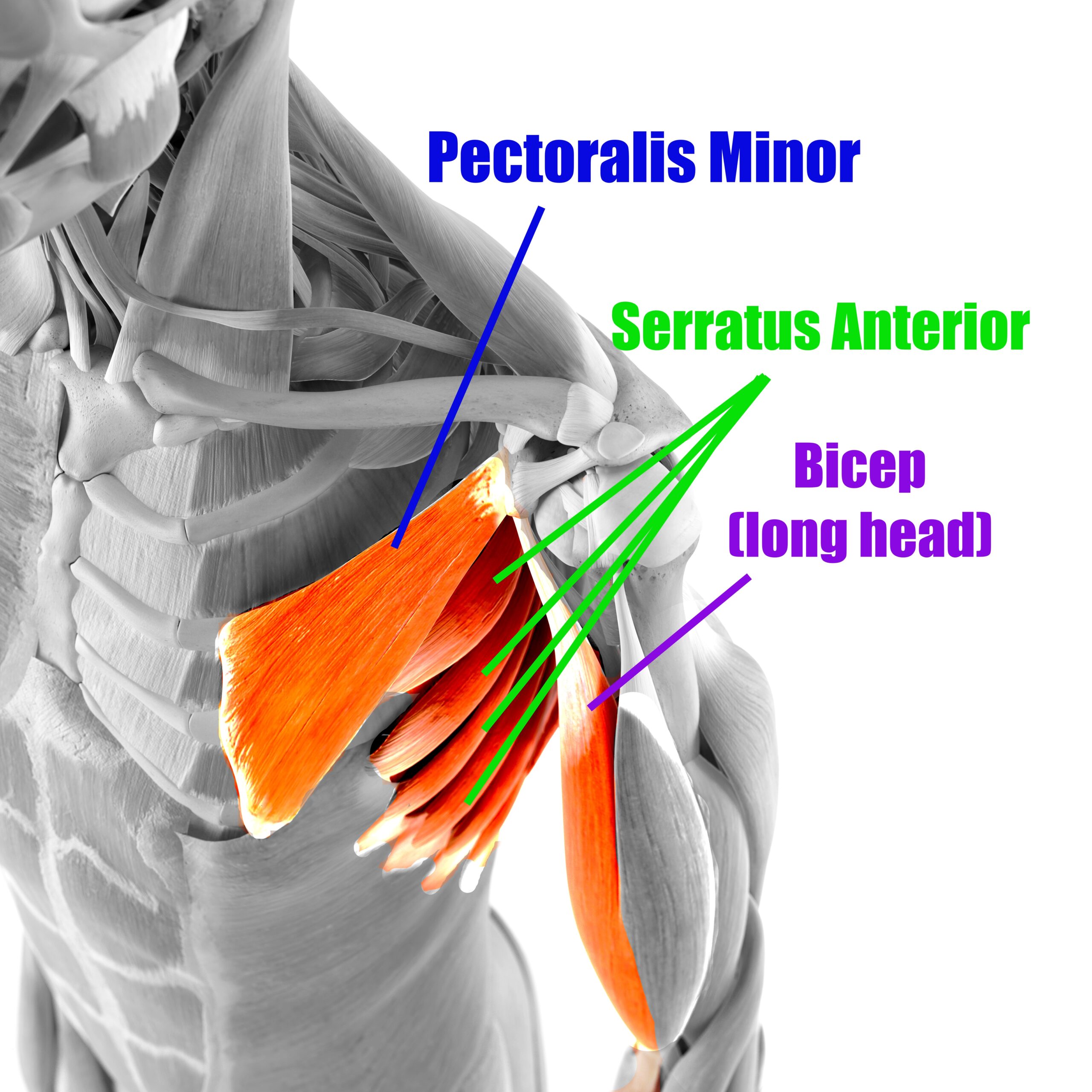 anterior shoulder muscles