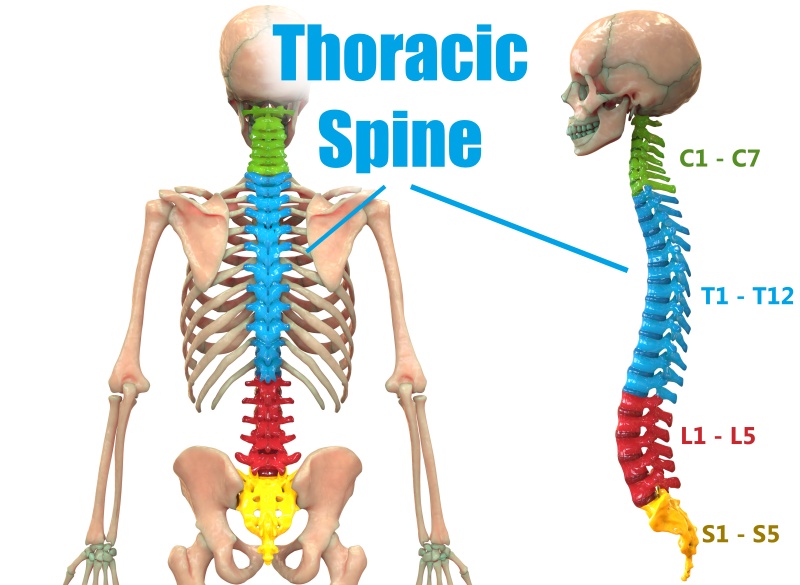 thoracic spine 