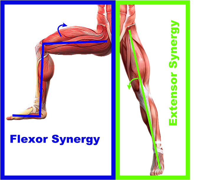 abnormal muscle synergy