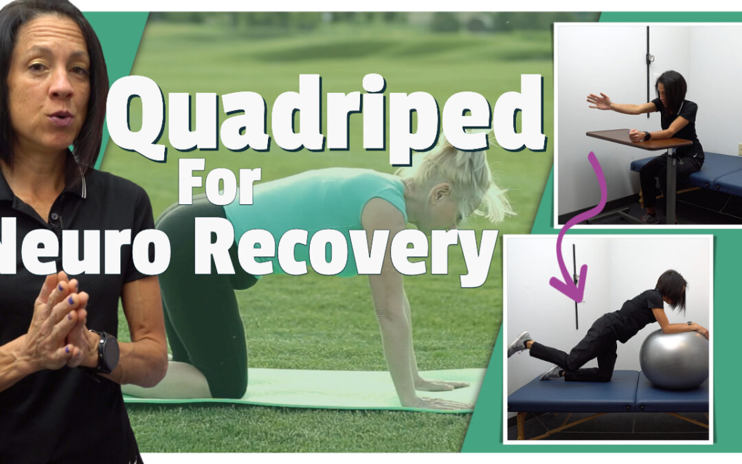 Quadriped Variations