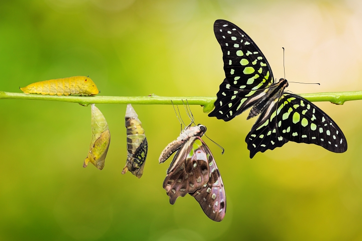 Post Stroke “help” isn’t helpful: A Lesson from the Butterfly