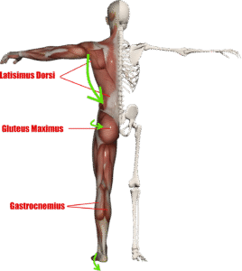 pack view of the human body anatomy including the latissimus dorsi
